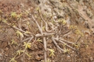 Natura