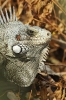 Iguana maschio