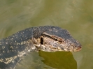 Varano