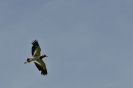 Volo