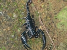 Scorpione
