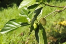 Noni