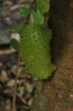 Corossol