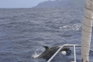 Delfino