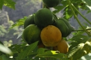 Papaya