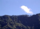 Un pettine di alberi