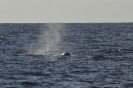 Balena