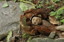 Scherzi della natura