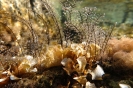 Alberelli sott'acqua