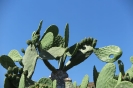 Astipalea