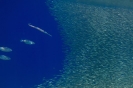 I fondali di Castellorizo