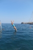 I tuffi di Fede
