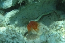 Lipsi 