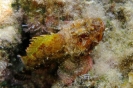 Scorfano