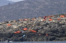 Tracce di migranti