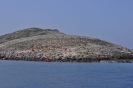 Tracce di migranti