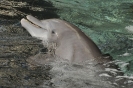 Un allegro delfino