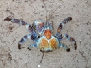 Granchio di cocco