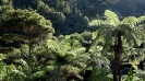 Bush