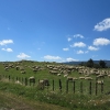 Pecore al pascolo