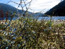 Bacche blu sul Lago Paringa