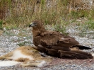 Falco