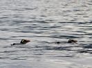 Pinguini dalla cresta