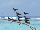 Bird Island