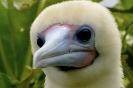 Giovane abitante di Bird Island