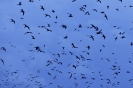 Il cielo di Bird Island