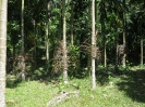 Antifurto sugli alberi di betel nut
