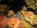 Nudibranco