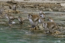 Scimmiette in attesa di cibo a Phi Phi Island