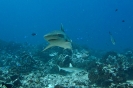Tuamotu Fakarava