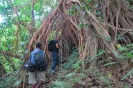 Foresta rigogliosa