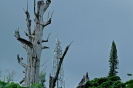 Alberi e antenne
