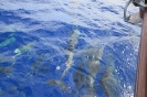 Delfini giocano a prua