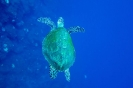 Tartaruga