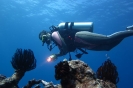 Crinoidi