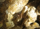 VANUATU sott'acqua