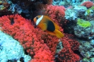 VANUATU sott'acqua