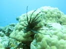 Pesce cobra, Efate Island