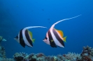 Pesce farfalla bandiera