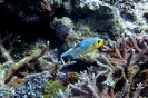 Pesce palla
