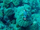 Pesce palla, Efate Island