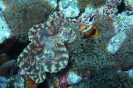 Tridacna