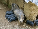 Troppi cuccioli