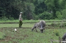 Bufali e Viet